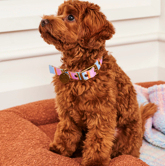 Kip & Co Fez Stripe Dog Collar